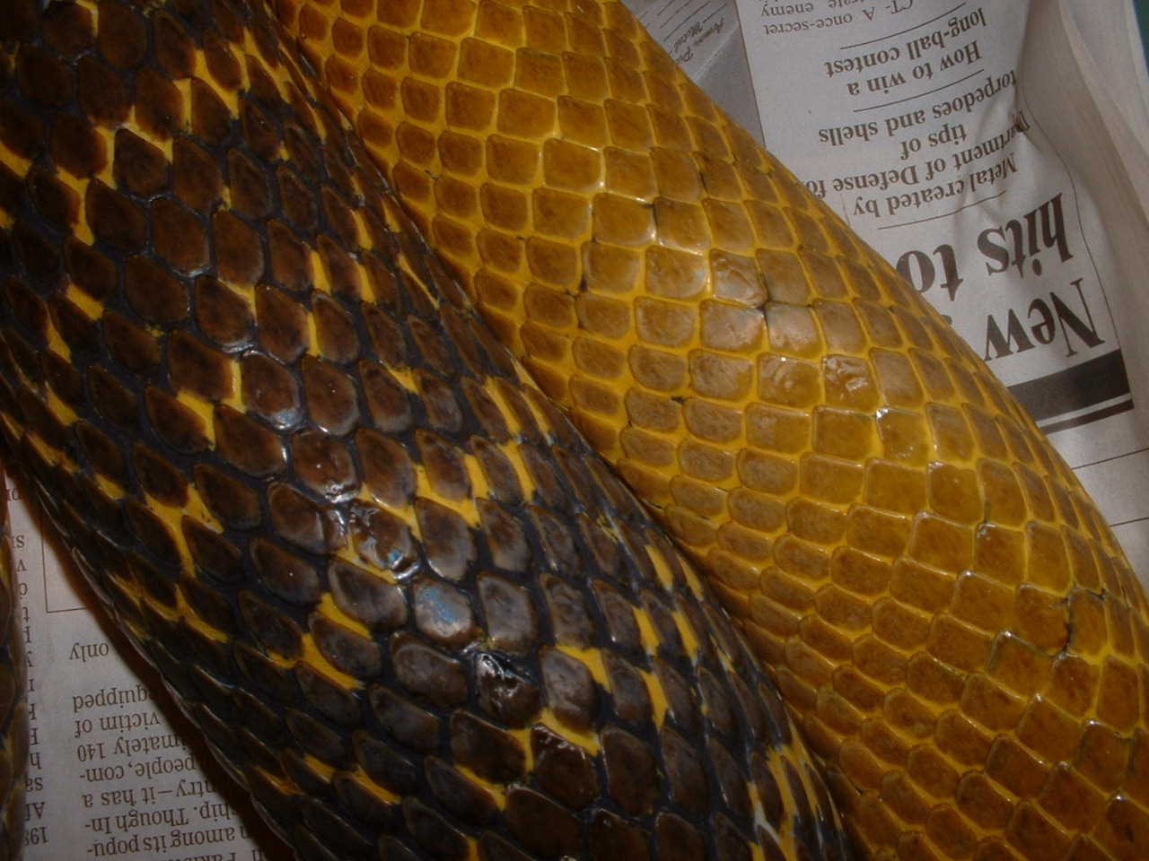 b igytcontrast