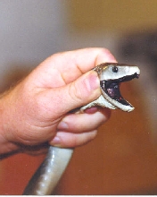 black mamba