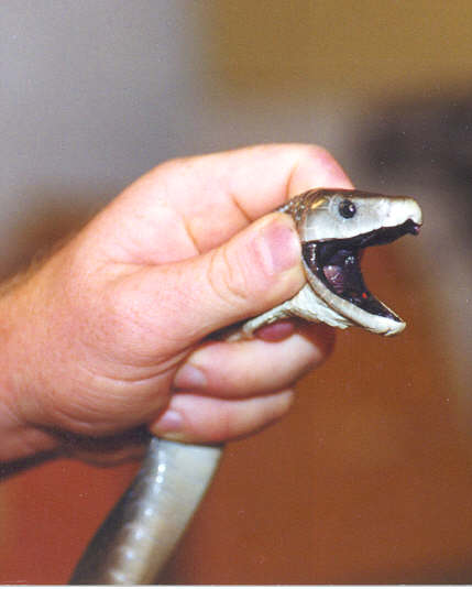 black mamba