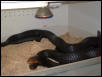 indigos breeding1
