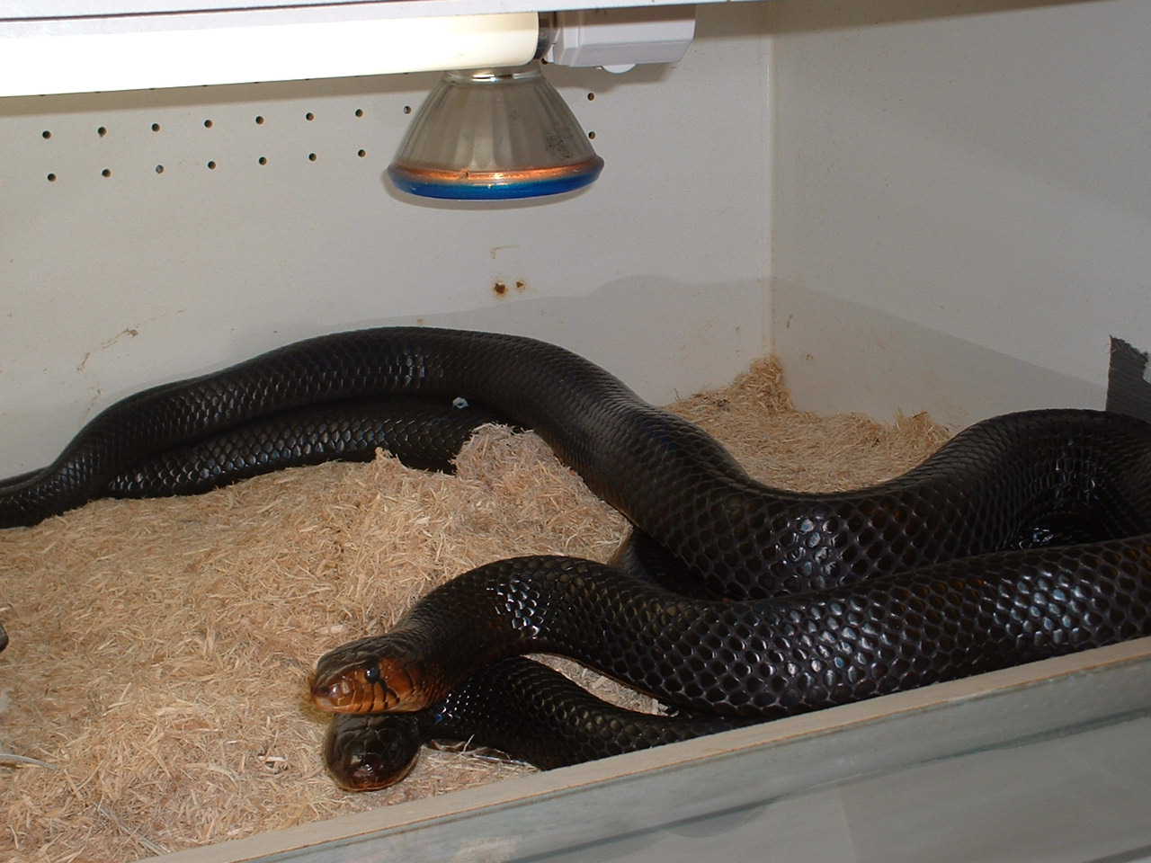 indigos breeding1