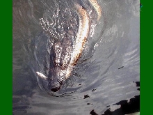 burm and alligator