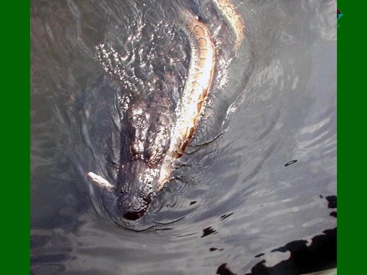 burm and alligator