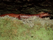 cave salamander