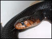 red male eastern indigo