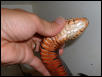 red male eastern chin