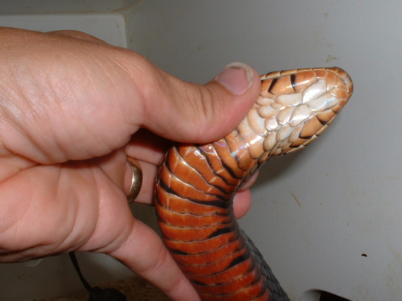 red male eastern chin