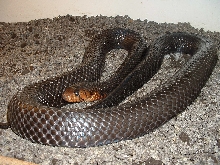 couperigrey
