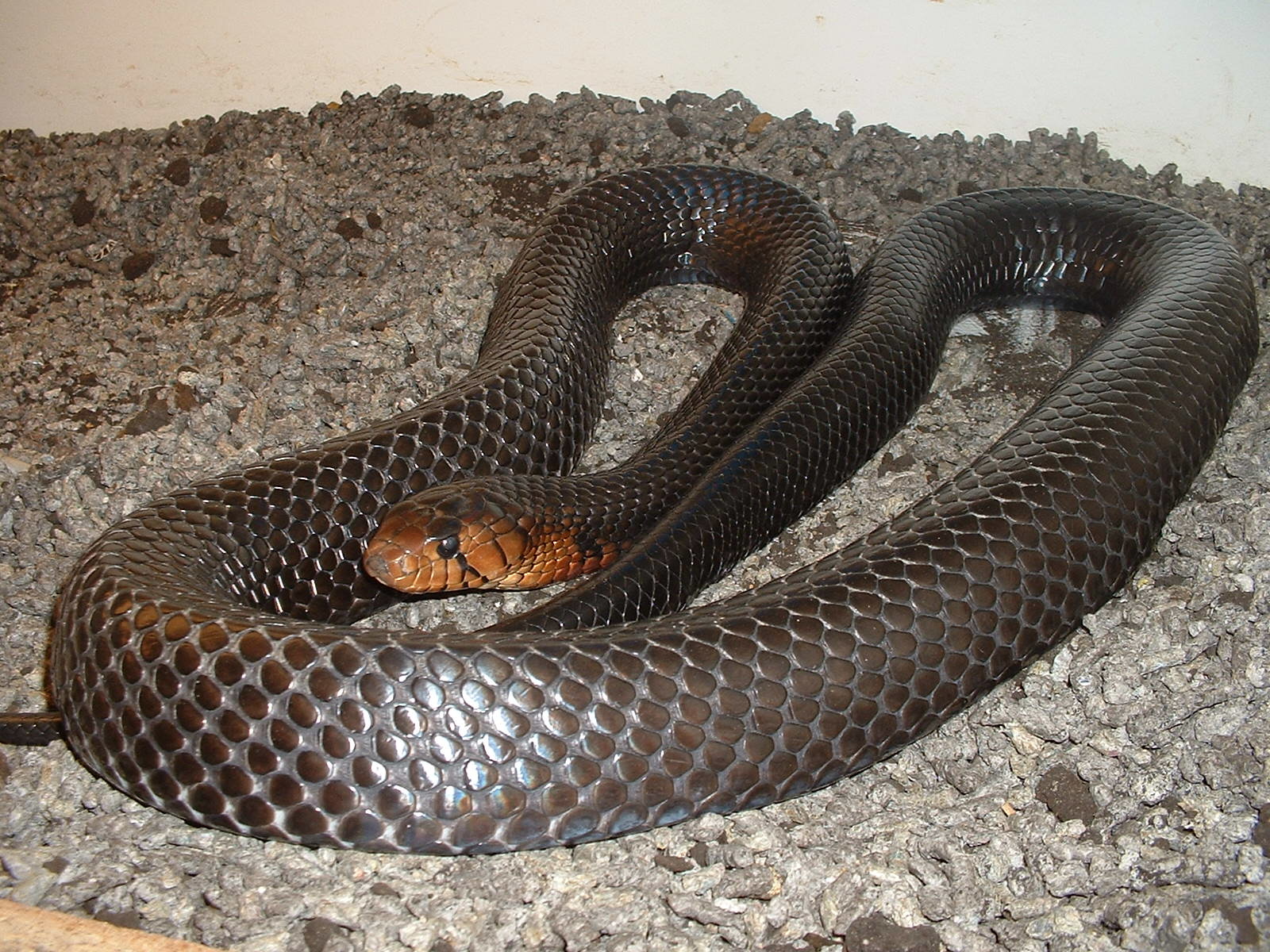 couperigrey