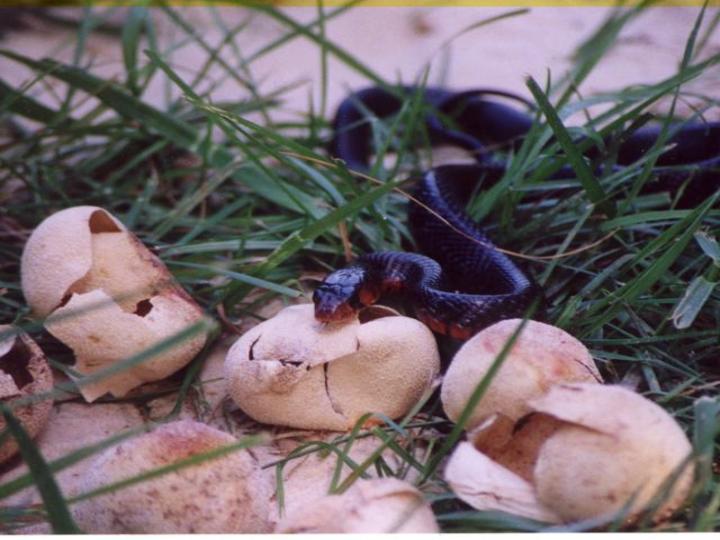 red baby eastern