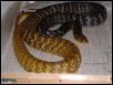yt elliott male cage