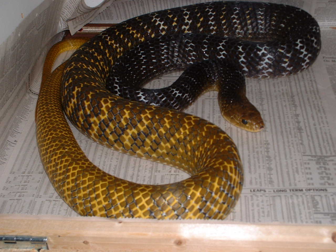 yt elliott male cage