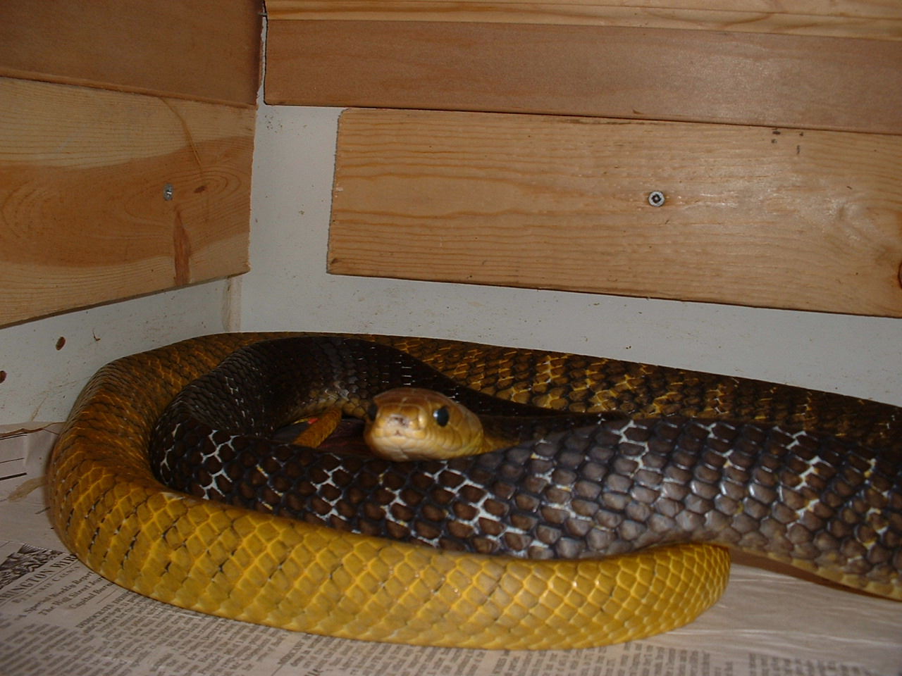 yt elliott male2