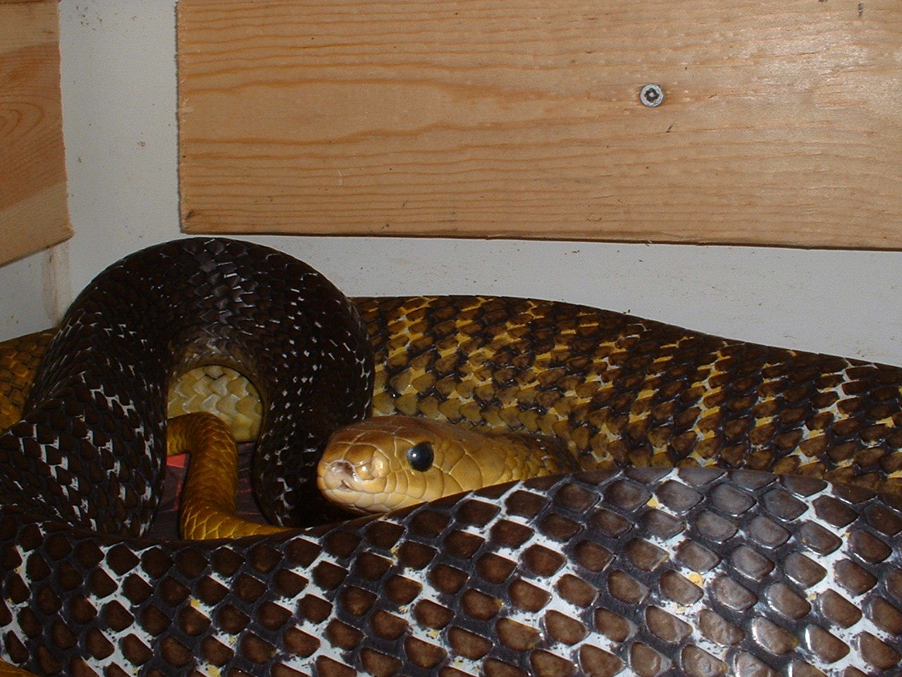 yt elliott male