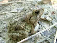 fowlers toad