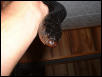 female #2 eastern