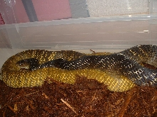 yt female gg