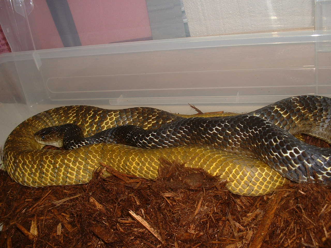 yt female gg