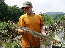 gar