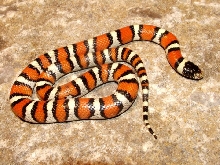 l t gentilis