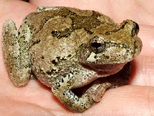 gray tree frog