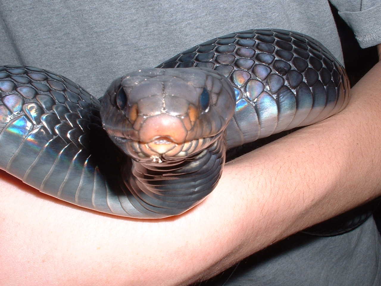 indigo attack