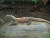 komodo1