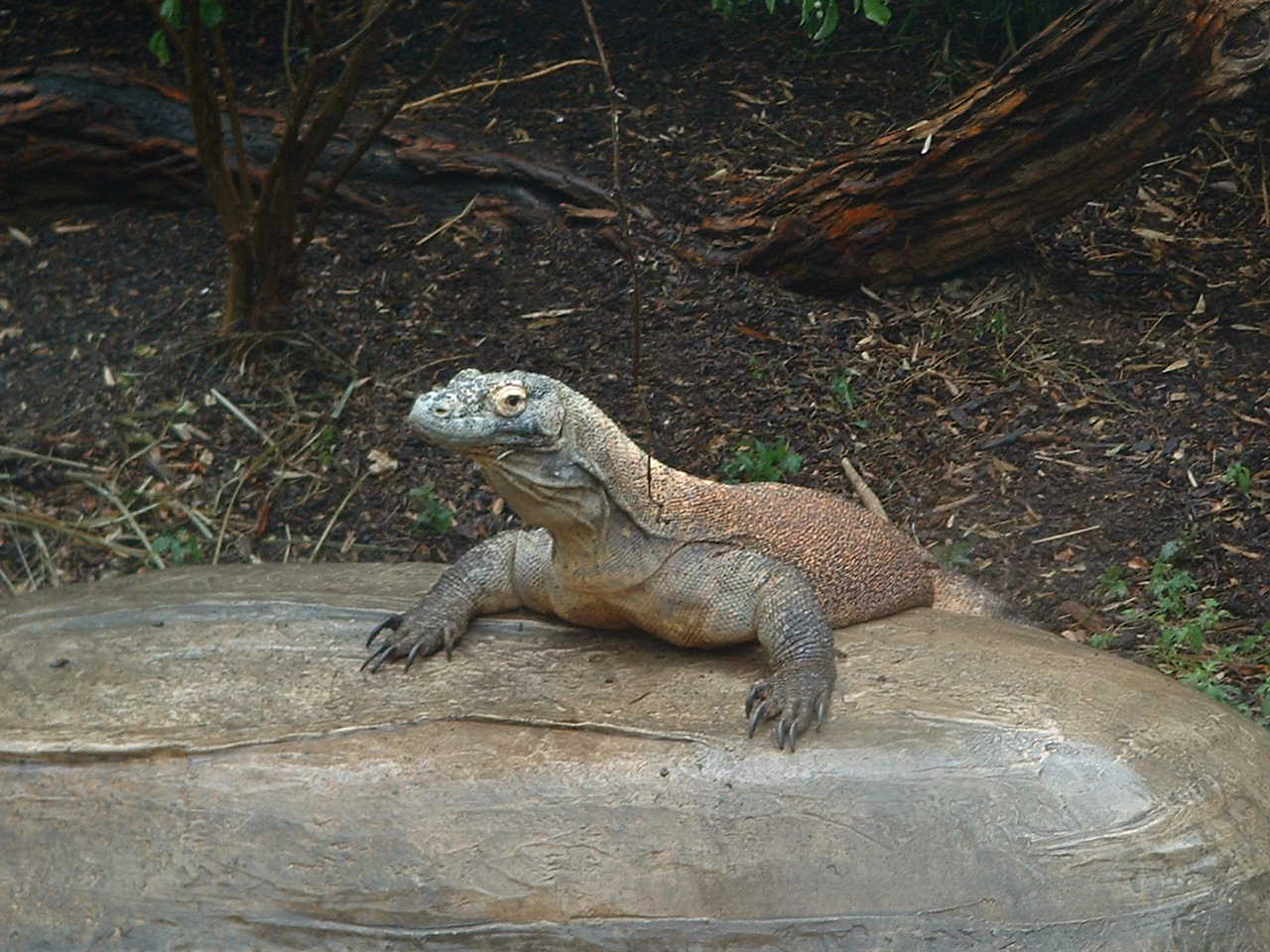 komodo1