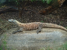 komodo2