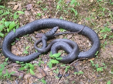n black racer