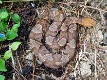 n copperhead