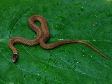 n redbelly snake