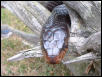 nerohead