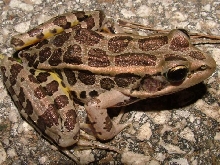 pickerel frog