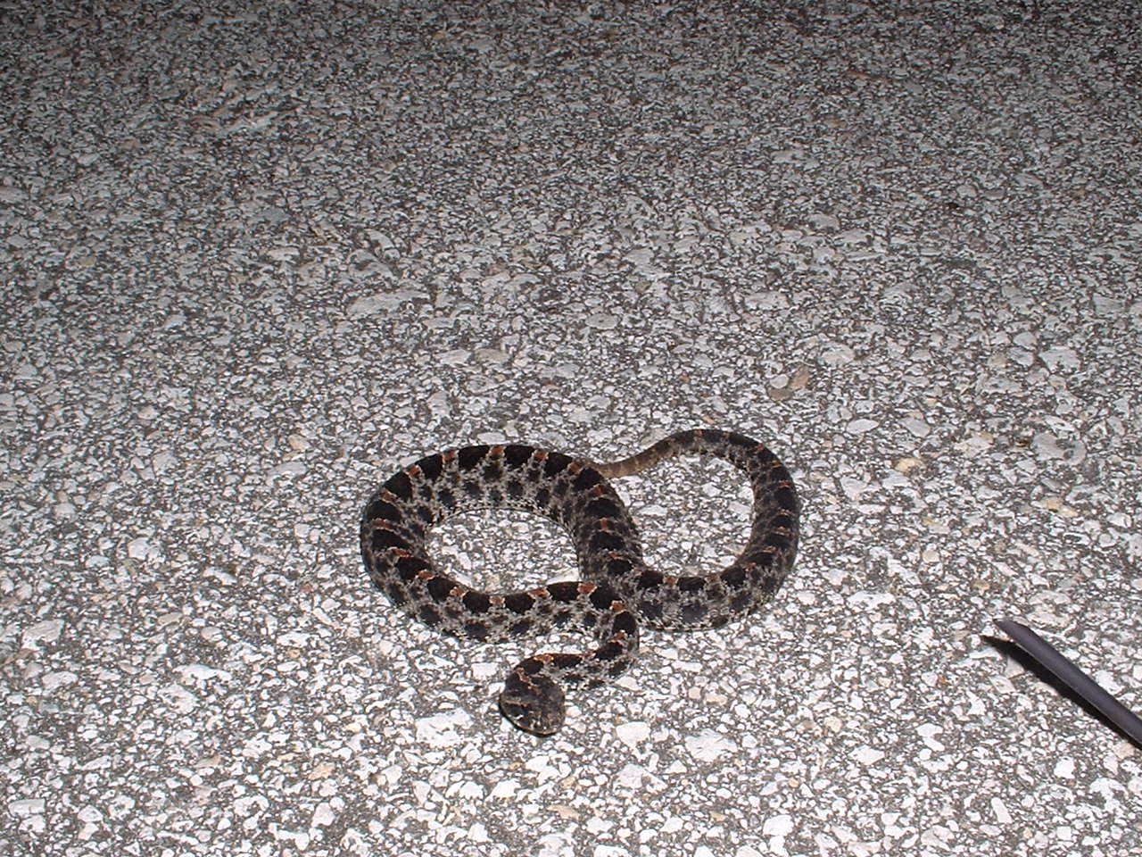 pygmy in FL