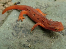 red eft (eastern red spotted newt)