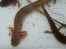 n red salamander larvae