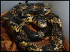spiloitesbaby