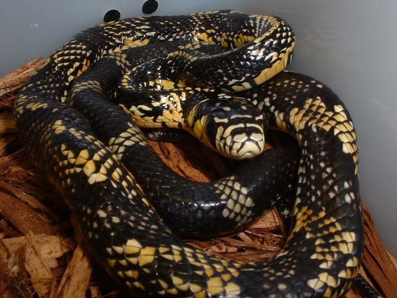 spiloitesbaby