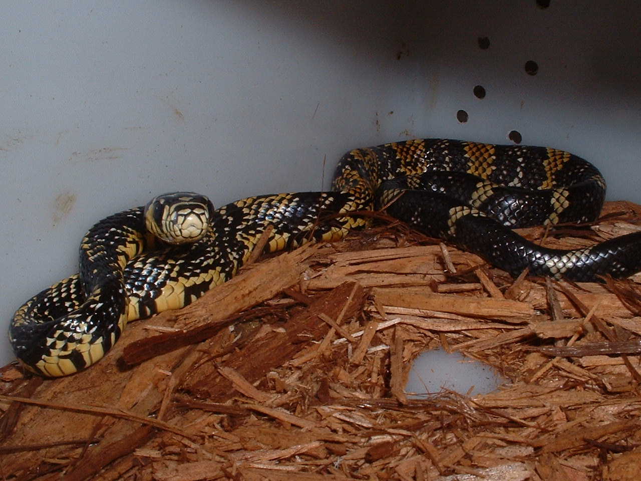 spiloitesbaby1