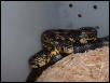 spiloitesbaby2