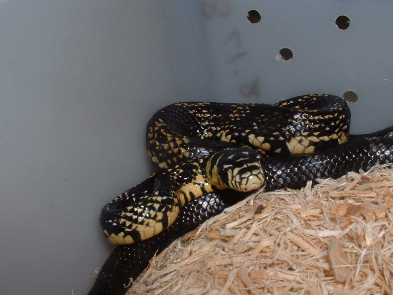 spiloitesbaby2