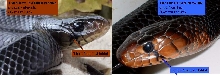 tx eastern indigo comparison