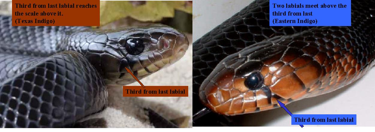 tx eastern indigo comparison