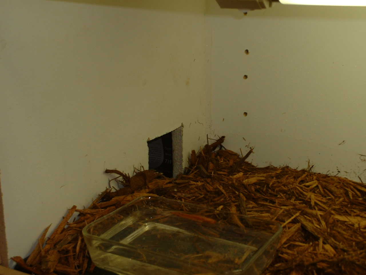 inside hide