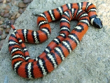 zonata pulchra