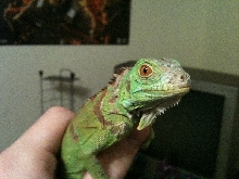Yoshi 1/12/11