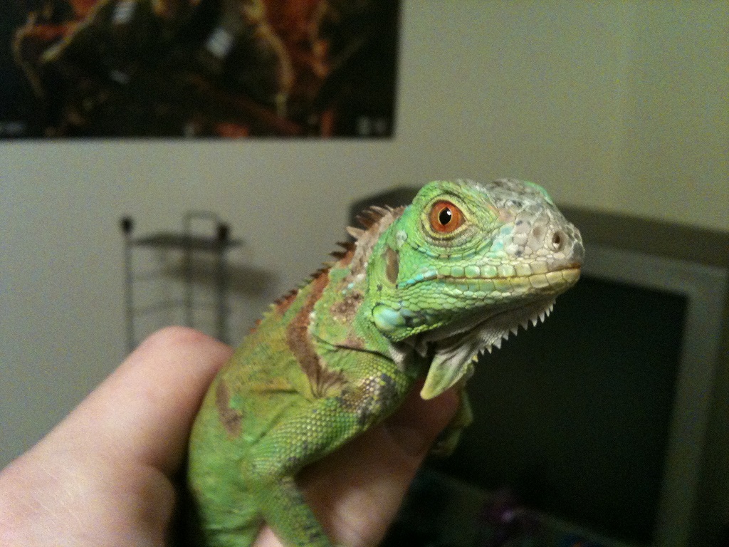 Yoshi 1/12/11