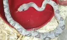Axanthic blonde suboc