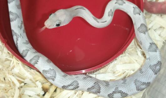 Axanthic blonde suboc